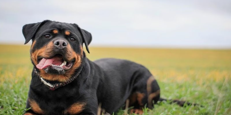A dog lying in grass

Description automatically generated