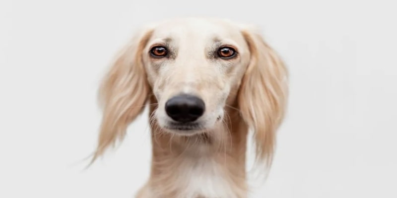 A close up of a dog
Description automatically generated