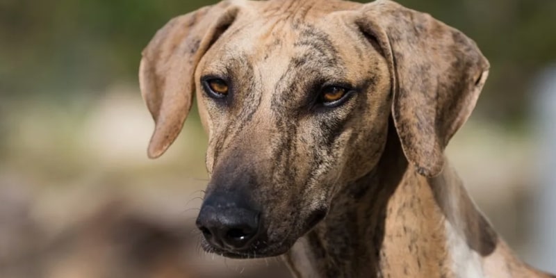 A dog with a dirty face

Description automatically generated