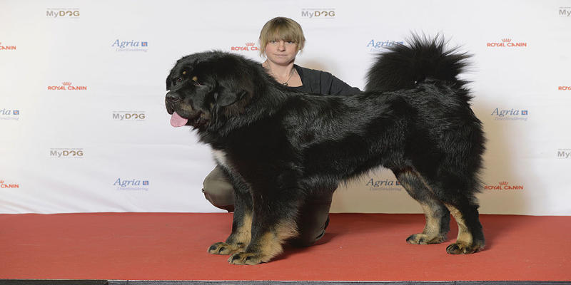 A person standing next to a large black dog

Description automatically generated