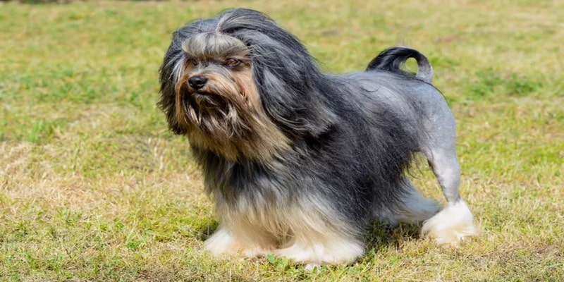 A dog standing on grass

Description automatically generated