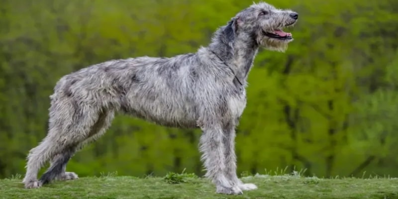 A dog standing on grass
Description automatically generated