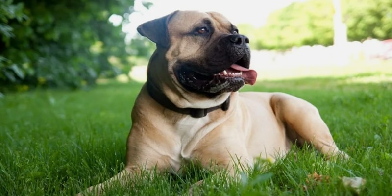 A dog lying in the grass
Description automatically generated