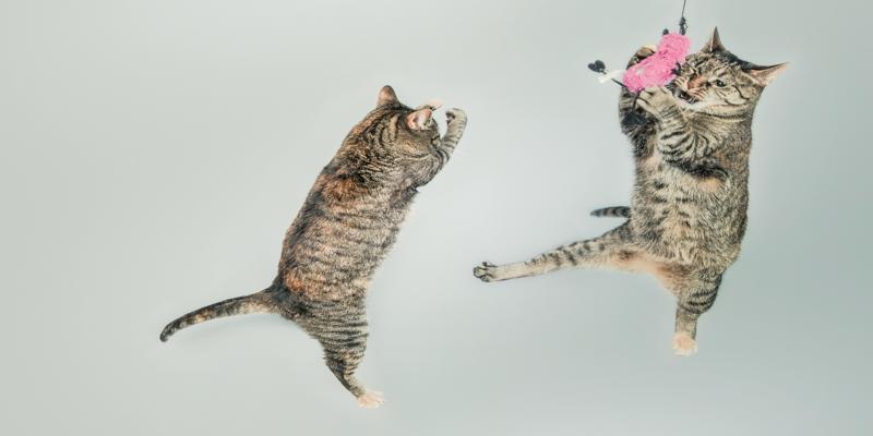 Two cats playing with a toy

Description automatically generated