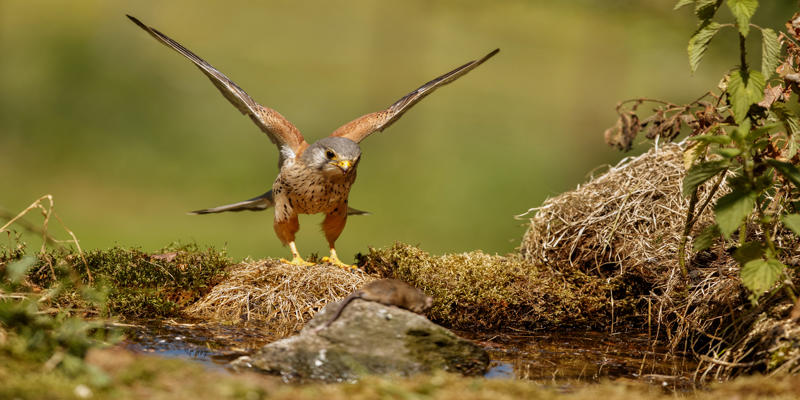 A bird with wings spread

Description automatically generated